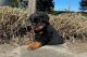 Rottweiler Puppies for sale in South Naknek, Alaska. price: NA