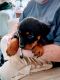 Rottweiler Puppies for sale in Statesville, North Carolina. price: $1,500