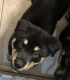 Rottweiler Puppies for sale in Apopka, Florida. price: $400