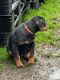Rottweiler Puppies for sale in Dallas, TX, USA. price: $1,500