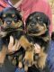 Rottweiler Puppies for sale in Crown Point, Indiana. price: $1,000