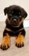 Rottweiler Puppies for sale in Muskegon, Michigan. price: $2,500