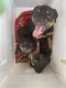 Rottweiler Puppies for sale in York, Pennsylvania. price: $1,000