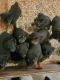 Rottweiler Puppies for sale in Knightstown, Indiana. price: $1,400