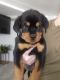 Rottweiler Puppies for sale in Lincoln, Nebraska. price: $2,500