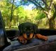 Rottweiler Puppies for sale in Dade City, Florida. price: $950