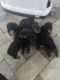 Rottweiler Puppies for sale in Panama City, FL, USA. price: $1,200