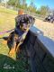 Rottweiler Puppies for sale in Hopewell, VA 23860, USA. price: $500