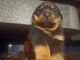 Rottweiler Puppies for sale in St. Louis, Missouri. price: $1,500