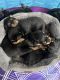 Rottweiler Puppies for sale in Randallstown, Maryland. price: $1,500