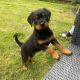 Rottweiler Puppies for sale in San Diego, California. price: $650