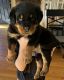 Rottweiler Puppies for sale in Warwick, Rhode Island. price: $1,800
