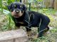 Rottweiler Puppies for sale in Lake Worth, Florida. price: $750