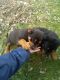 Rottweiler Puppies for sale in Clyde, NY 14433, USA. price: $400