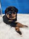Rottweiler Puppies for sale in St. Cloud, Minnesota. price: $1,500