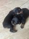 Rottweiler Puppies for sale in Winchester, Virginia. price: $250