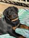 Rottweiler Puppies for sale in Phoenix, Arizona. price: $1,200