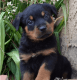 Rottweiler Puppies for sale in Tucson, AZ, USA. price: $600