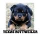 Rottweiler Puppies for sale in Texas, USA. price: $900