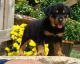 Rottweiler Puppies for sale in Boynton, OK 74422, USA. price: NA