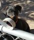 Rottweiler Puppies for sale in Tulsa, OK, USA. price: $200