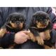 Rottweiler Puppies for sale in Gainesville, FL, USA. price: NA