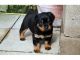 Rottweiler Puppies for sale in Adak, AK, USA. price: $450