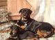 Rottweiler Puppies for sale in Anchorage, AK, USA. price: $500