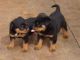 Rottweiler Puppies for sale in Anchorage, AK, USA. price: $400