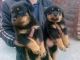 Rottweiler Puppies for sale in Salt Lake City, UT, USA. price: $300