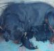 Rottweiler Puppies for sale in Tulsa, OK, USA. price: $650