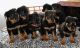 Rottweiler Puppies for sale in Honolulu, HI, USA. price: $450
