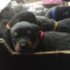 Rottweiler Puppies for sale in Honolulu, HI, USA. price: $350