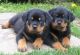Rottweiler Puppies for sale in Tulsa, OK, USA. price: NA
