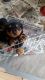 Rottweiler Puppies for sale in Augusta, MT 59410, USA. price: $400