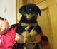 Rottweiler Puppies for sale in Augusta, MT 59410, USA. price: $400