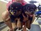 Rottweiler Puppies for sale in Salt Lake City, UT, USA. price: NA