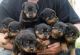 Rottweiler Puppies for sale in Honolulu, HI, USA. price: NA