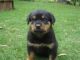 Rottweiler Puppies for sale in Anaktuvuk Pass, AK, USA. price: NA