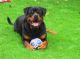 Rottweiler Puppies for sale in Honolulu, HI, USA. price: NA