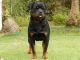 Rottweiler Puppies for sale in Keaau, HI 96749, USA. price: NA