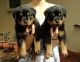 Rottweiler Puppies for sale in . price: NA