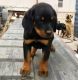 Rottweiler Puppies for sale in Gallatin County, MT, USA. price: NA