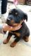 Rottweiler Puppies for sale in Birmingham, AL, USA. price: NA