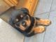 Rottweiler Puppies for sale in 340 S 600 W, Salt Lake City, UT 84101, USA. price: NA