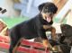 Rottweiler Puppies for sale in Tucson, AZ, USA. price: $600