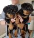 Rottweiler Puppies for sale in Blountsville, AL 35031, USA. price: NA