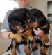 Rottweiler Puppies for sale in Anchorage, AK 99515, USA. price: $450