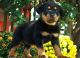 Rottweiler Puppies for sale in Bozeman, MT, USA. price: $650
