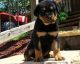 Rottweiler Puppies for sale in Bozeman, MT, USA. price: $650
